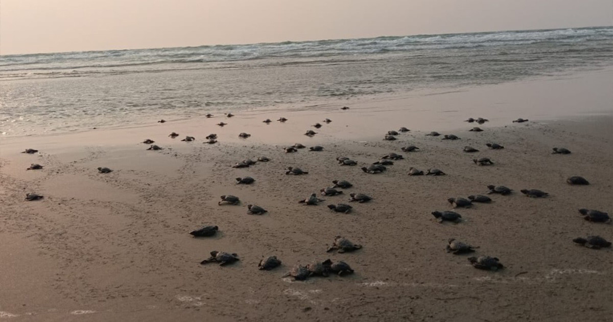 টেকনাফে আরও ৩৫০ কাছিমছানা সাগরে অবমুক্ত