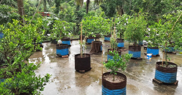 বাড়ির ছাদে বাগান করলে মিলবে ৫ শতাংশ কর রেয়াত