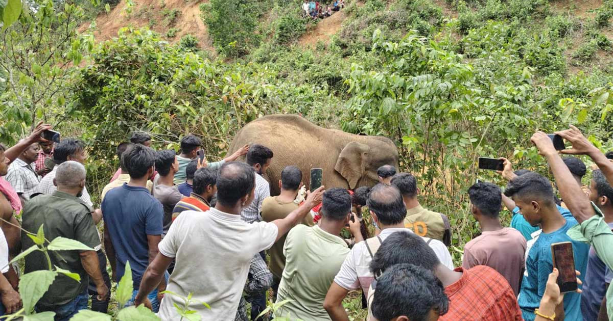 গারো পাহাড়ে অসুস্থ বন্যহাতিকে চিকিৎসা দিল বন বিভাগ