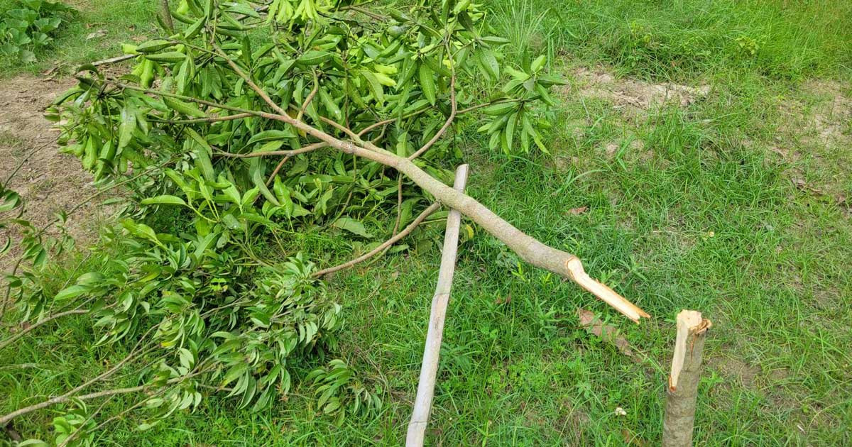 শত্রুতা!