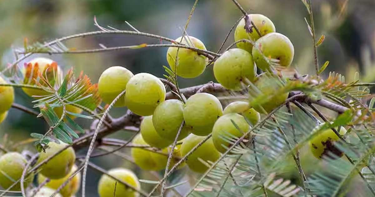 আমলকি যেসব রোগের মহৌষধ