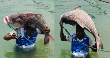 ধরা পড়লো বিশাল আকৃতির কাতল, অর্ধ লাখে বিক্রি