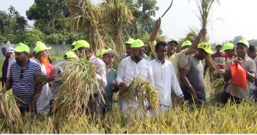 কাঁচি হাতে জমিতে নেমে পড়লেন কৃষক দলের নেতারা