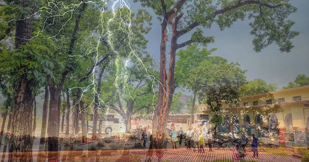 পাবনায় বজ্রপাতে মেহগনিগাছের যে দশা
