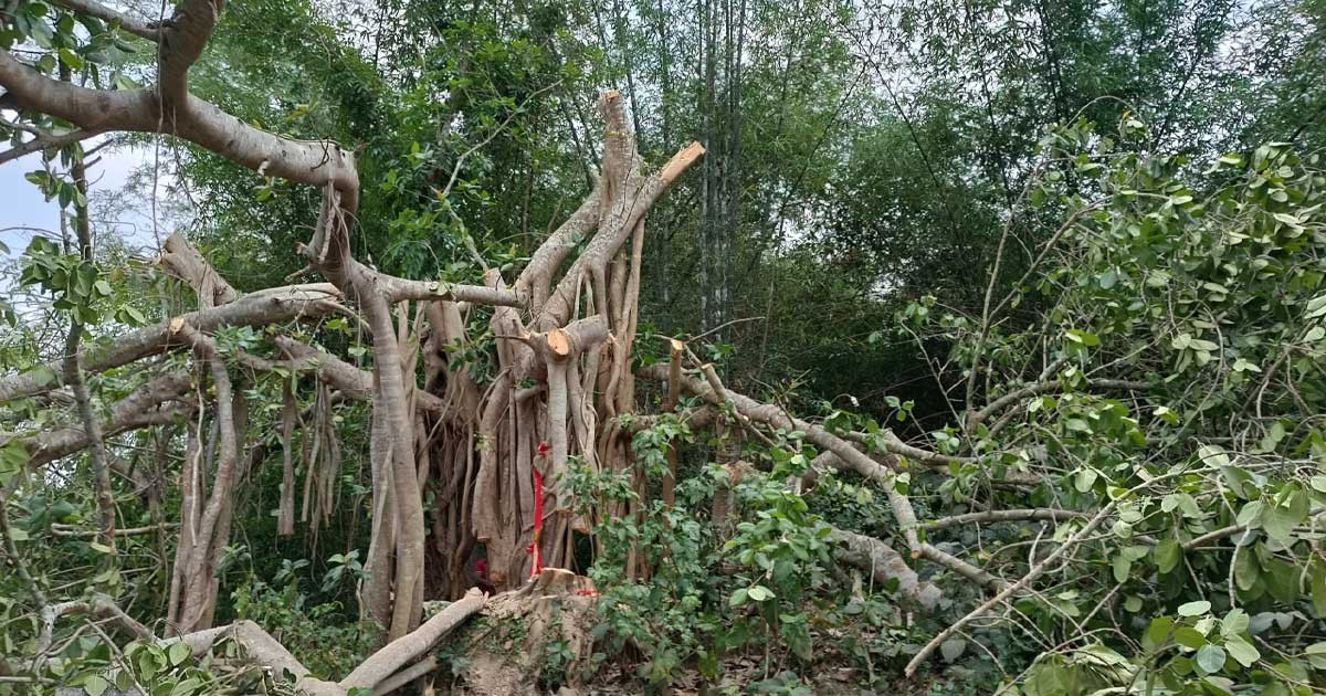 মাদারীপুরে কেটে ফেলা হলো শতবর্ষী বট গাছ