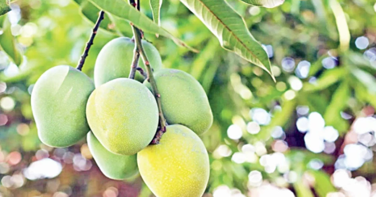 ১৫ মে থেকে পাওয়া যাবে রাজশাহীর গুটি আম