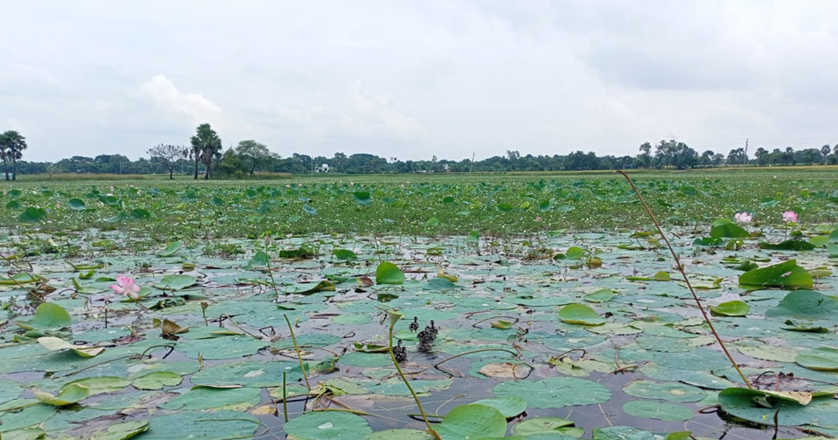 রাজশাহীর দুটি জলাভূমি প্রথমবারের মতো ‘জলাভূমিনির্ভর প্রাণী অভয়ারণ্য’ ঘোষিত