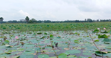 রাজশাহীর দুটি জলাভূমি প্রথমবারের মতো ‘জলাভূমিনির্ভর প্রাণী অভয়ারণ্য’ ঘোষিত