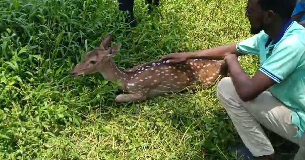 বাঘের তাড়া খেয়ে লোকালয়ে হরিণ, উদ্ধার করে সুন্দরবনে অবমুক্ত