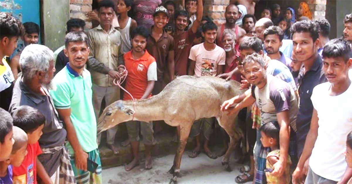 পঞ্চগড়ে আবারও ধরা পড়ল নীলগাই