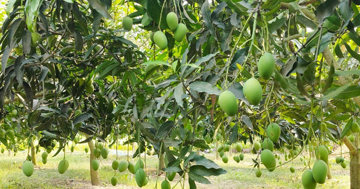 ২২ মে থেকে বাজারে মিলবে নওগাঁর আম