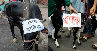 আওয়ামী লীগ নেতাদের নাম দিয়ে শাহবাগে গরু-ছাগল জবাই
