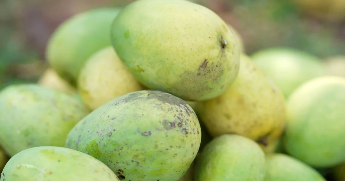 কেমিক্যালমুক্ত আম চিনবেন কীভাবে?