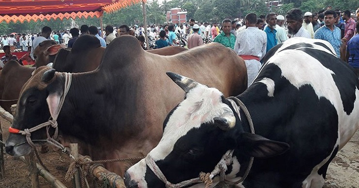 রাজধানীর যেসব স্থানে বসবে কোরবানির পশুর হাট