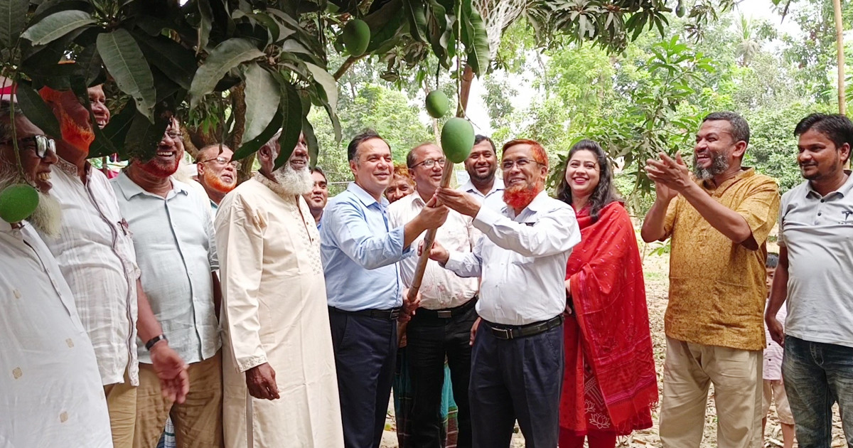 চুয়াডাঙ্গায় চলতি বছর ৩৫ হাজার মেট্রিকটন আম আহরণের লক্ষ্যমাত্রা