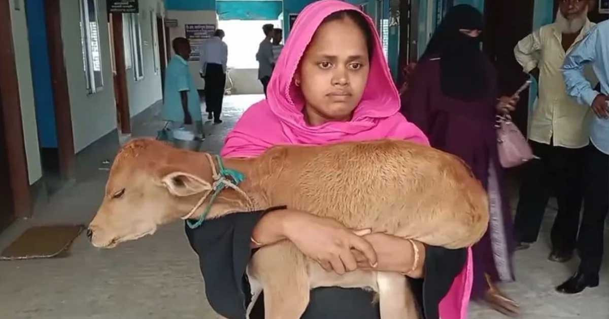 গাভী নিয়ে গেলেন বিএনপি নেতা, বাছুর নিয়ে আদালতে নারী