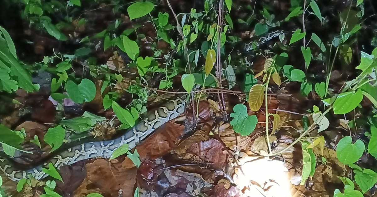 শেরপুরে ধানখেতে বার্মিজ প্রজাতির অজগর