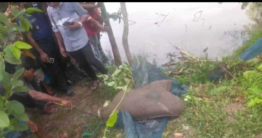 জনতার মিছিলে বিভ্রান্তি: মানুষের লাশ নয়, মৃত কুকুর