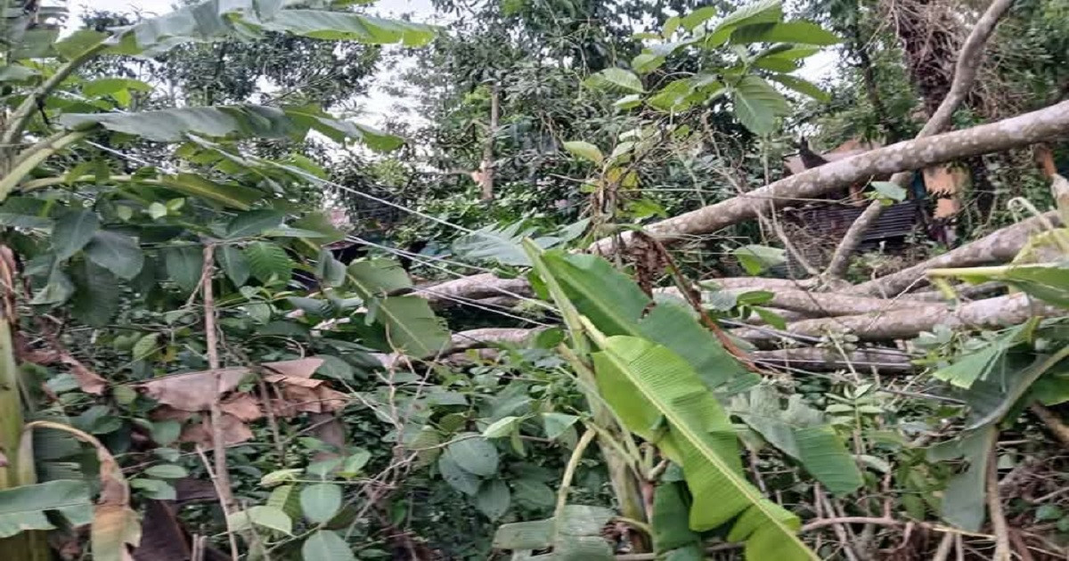 মাত্র ৩০ মিনিটেই তছনছ গোটা অঞ্চল, কালবৈশাখী ঝড়ে ব্যাপক ক্ষয়ক্ষতি