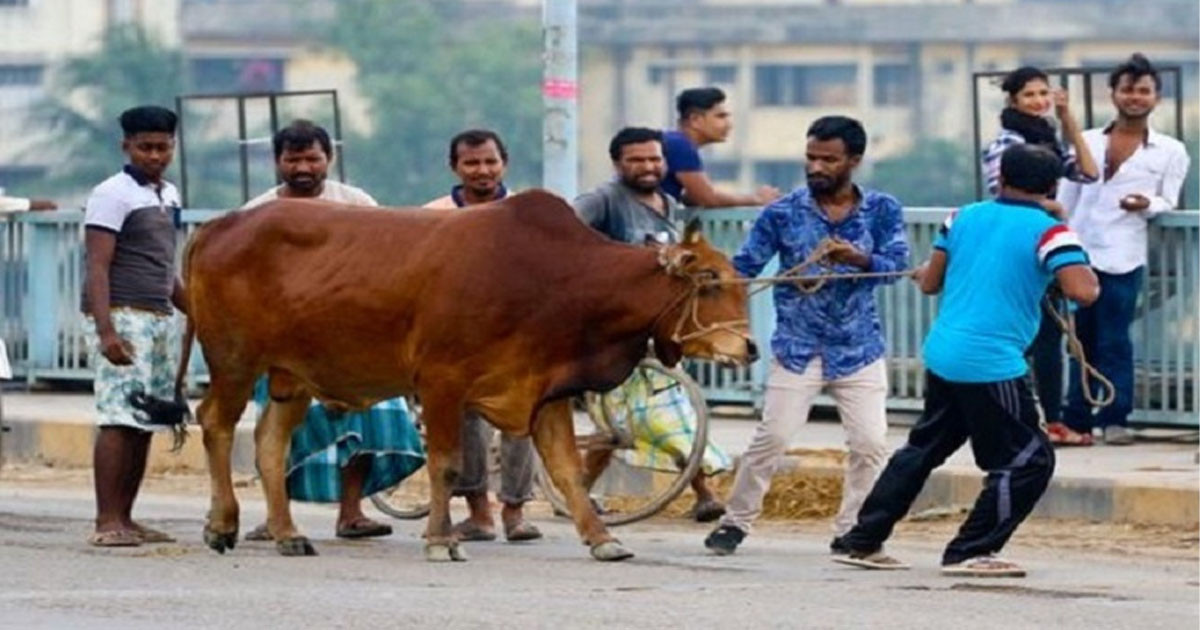 কোরবানিতে পশু জবাই ও মাংস কাটার ভোগান্তি লাঘব হবে নগরবাসীর