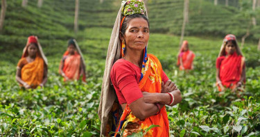আজ ঐতিহাসিক চা শ্রমিক দিবস, ব্রিটিশদের অত্যাচার থেকে মুক্তির দিন