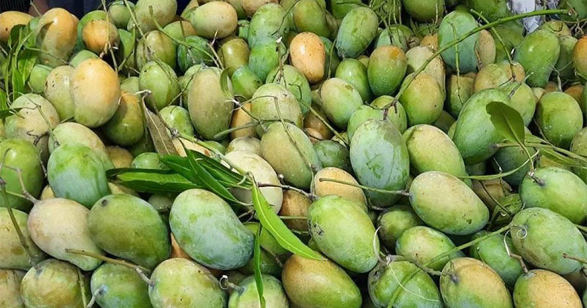 প্রথমবার চীনে যাচ্ছে বাংলাদেশের আম: ২৮ মে রপ্তানি শুরু