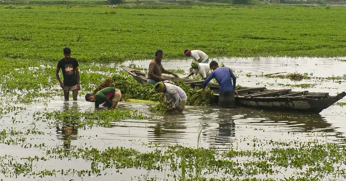 অতিবৃষ্টিতে বিপাকে তিস্তা পাড়ের বাদামচাষিরা