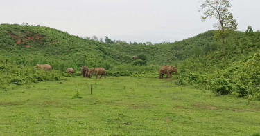 বন্য হাতির আক্রমণে শেরপুরে নিহত ২