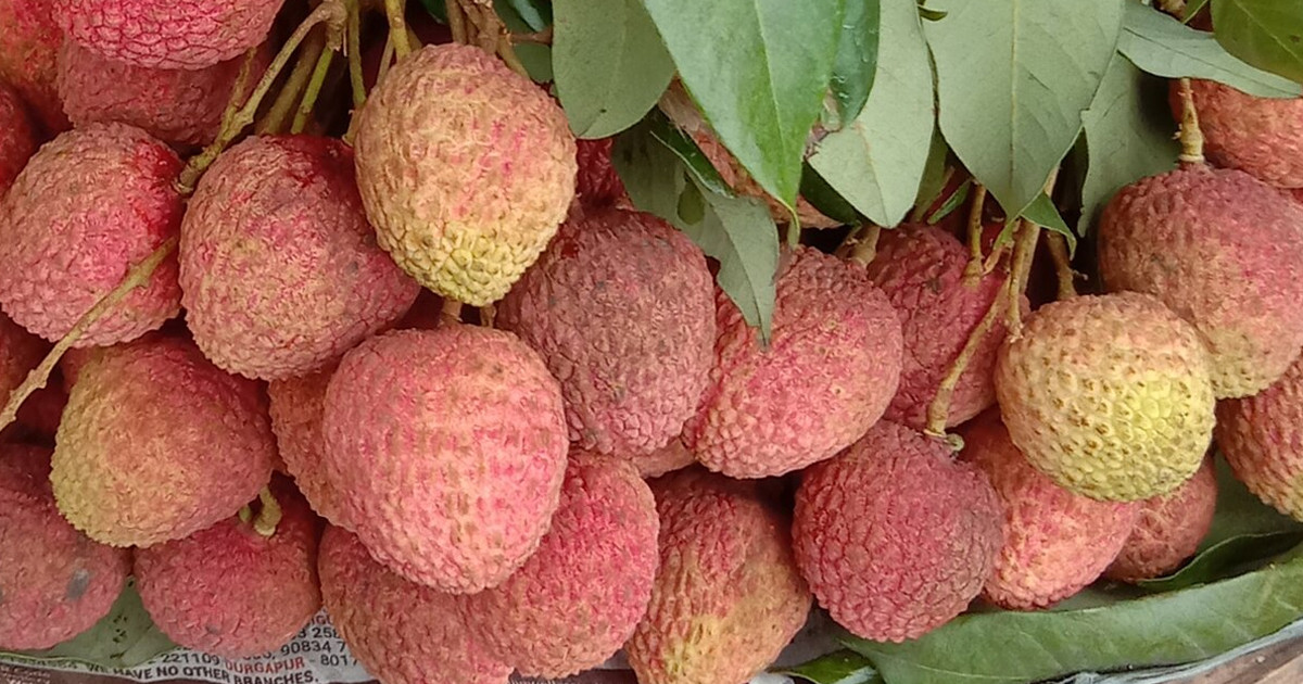লিচু কখন প্রাণ নাশের কারণ হতে পারে?