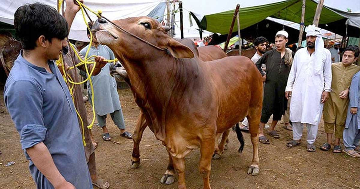 ঈদুল আজহার সম্ভাব্য তারিখ জানালো আরব আমিরাত