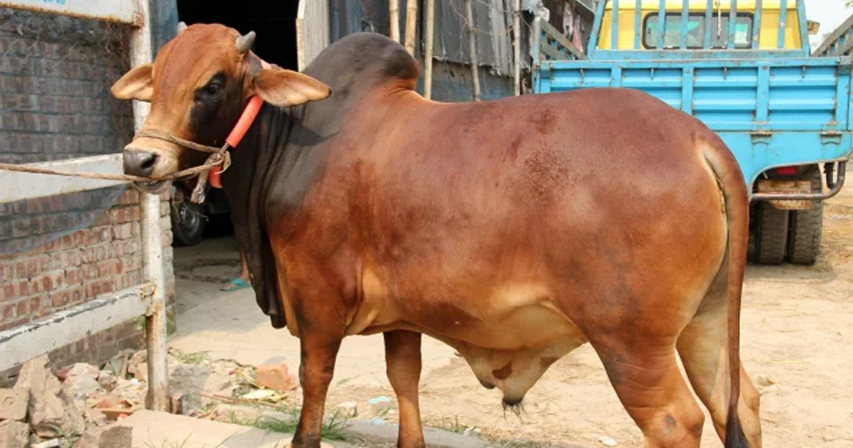 কোরবানির গরুর বয়স কত হওয়া জরুরি