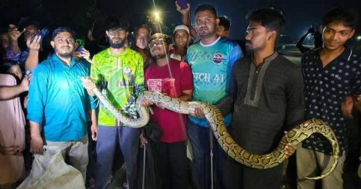 বাড়িতে ঢুকে পড়লো ৯ ফুট লম্বা বার্মিজ পাইথন