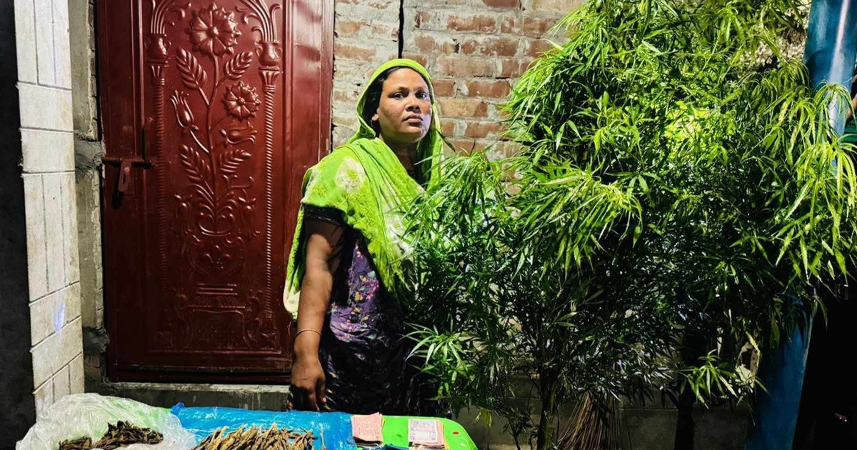 পাট ক্ষেতে অভিনব পদ্ধতিতে দম্পতির গাঁজা চাষ, অতঃপর...