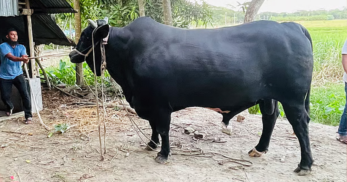 বেগম খালেদা জিয়াকে ৩৫ মণের ‘কালো মানিক’ উপহার দিতে চান কৃষক