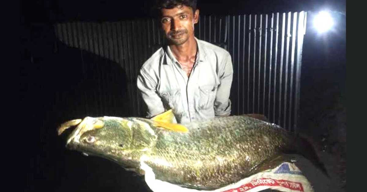 মেঘনার ২৫ কেজির কোরাল বিক্রি হলো ২৬ হাজার টাকায়