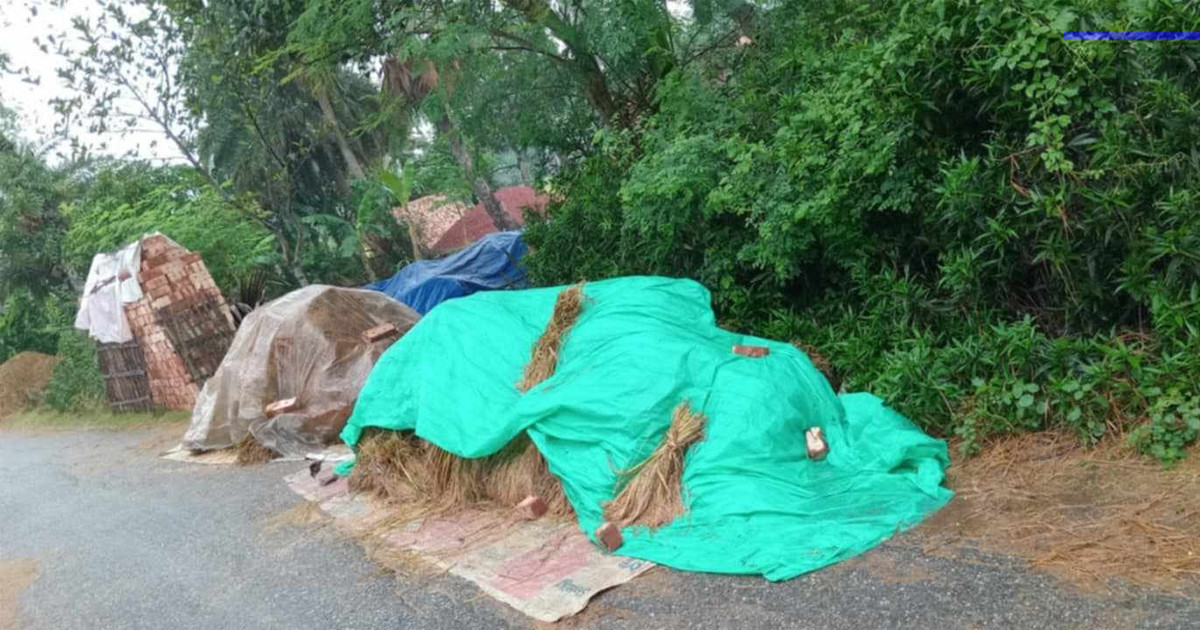 অতিবৃষ্টিতে মাঠেই পচে যাচ্ছে কাটা ধান