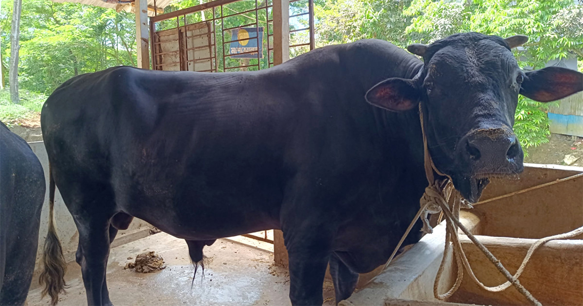 প্রদর্শনীতে প্রথম হওয়া ‘কালো পাহাড়ের’ দাম কত?