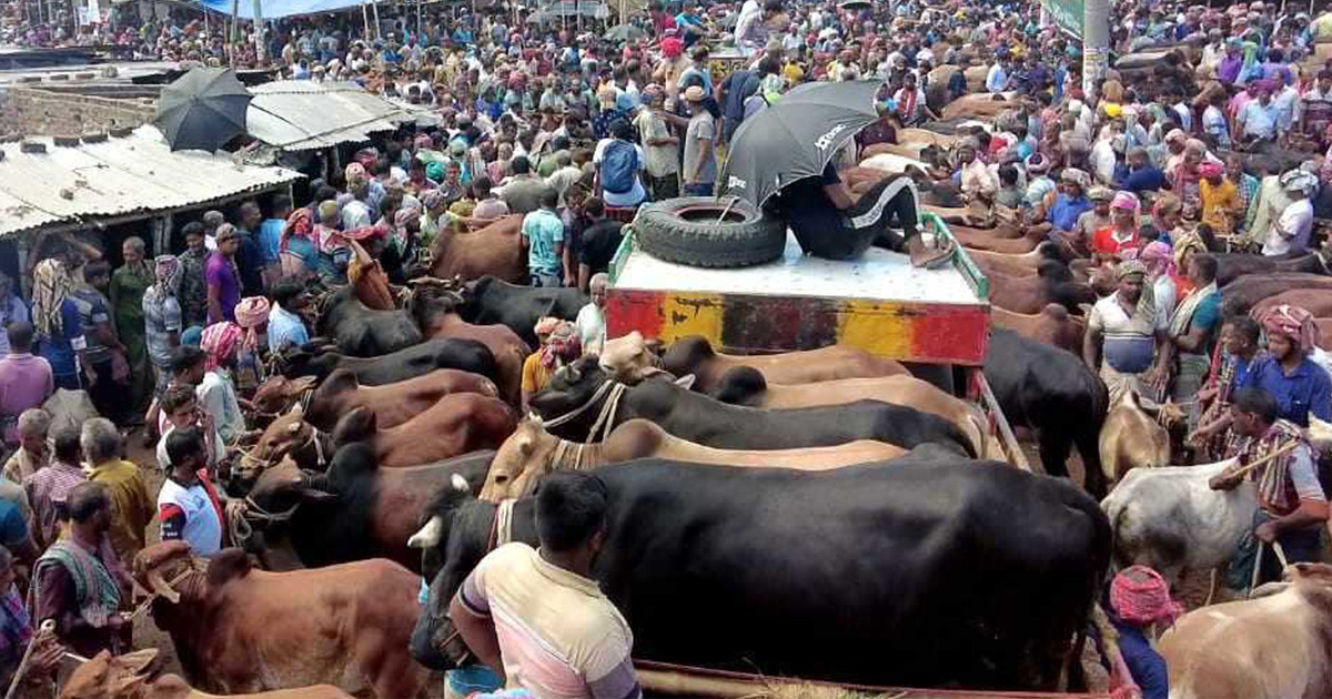 ঢাকা দক্ষিণের ৯ স্থানে বসছে অস্থায়ী পশুর হাট