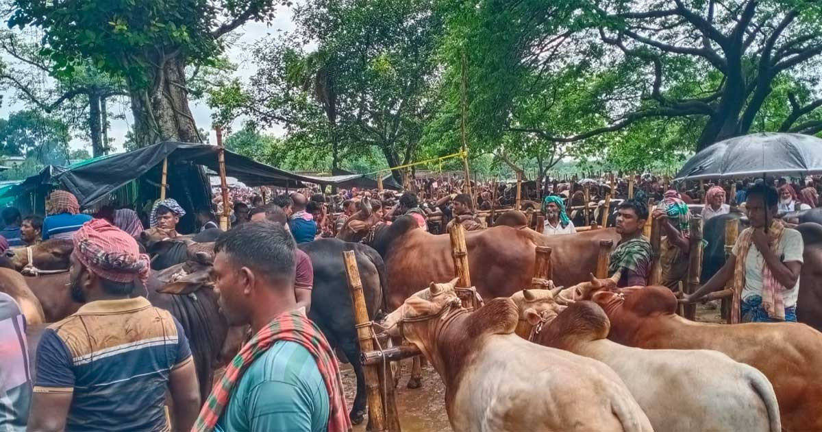 চুয়াডাঙ্গার হাটে উন্নতমানের নিরাপদ পশু নিয়ে উদ্যোক্তারা