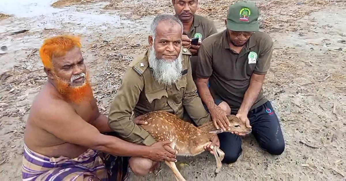 জোয়ারের পানিতে ভেসে যাওয়া হরিণ শাবক উদ্ধার