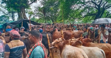 চুয়াডাঙ্গার হাটে উন্নতমানের নিরাপদ পশু নিয়ে উদ্যোক্তারা