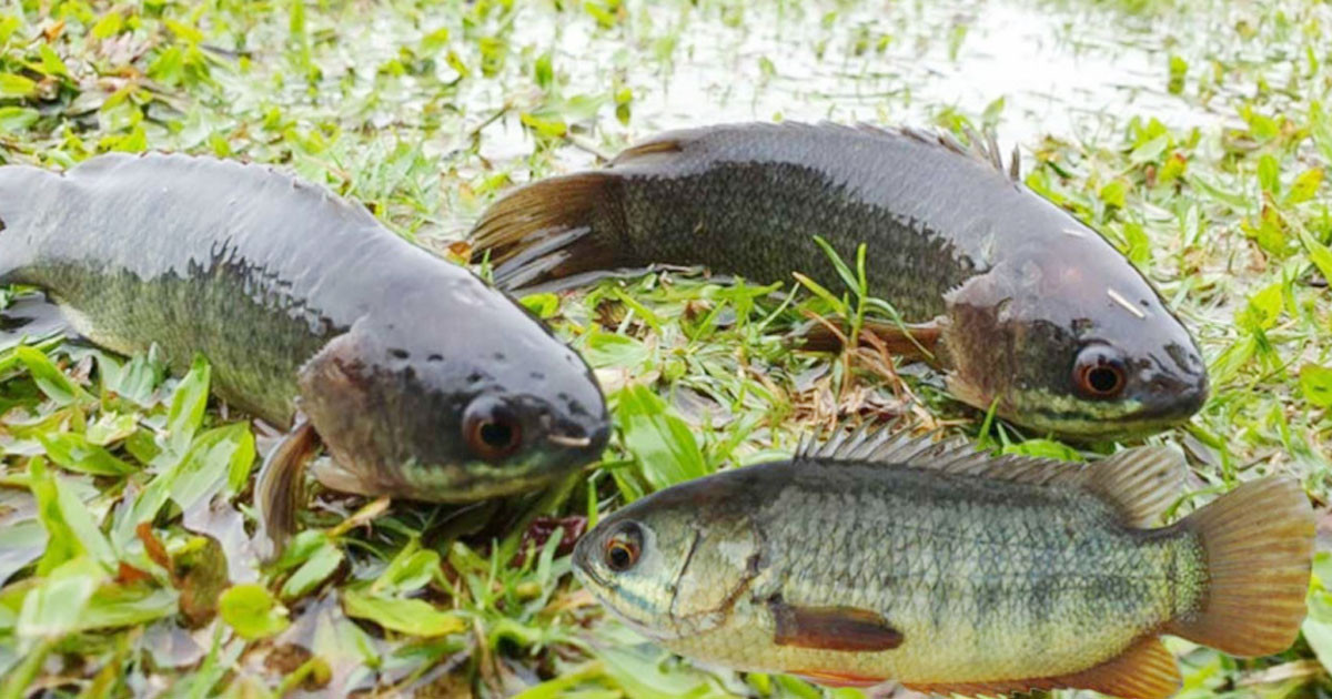 বৃষ্টিতে কৈ মাছ কেন ডাঙায় উঠে আসে?