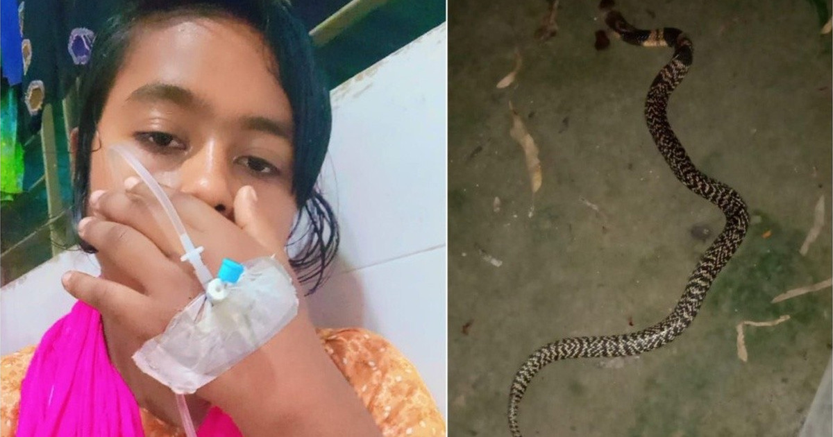 কামড় দেওয়া সাপ নিয়ে টিকটক, টিকটকার কোমায়