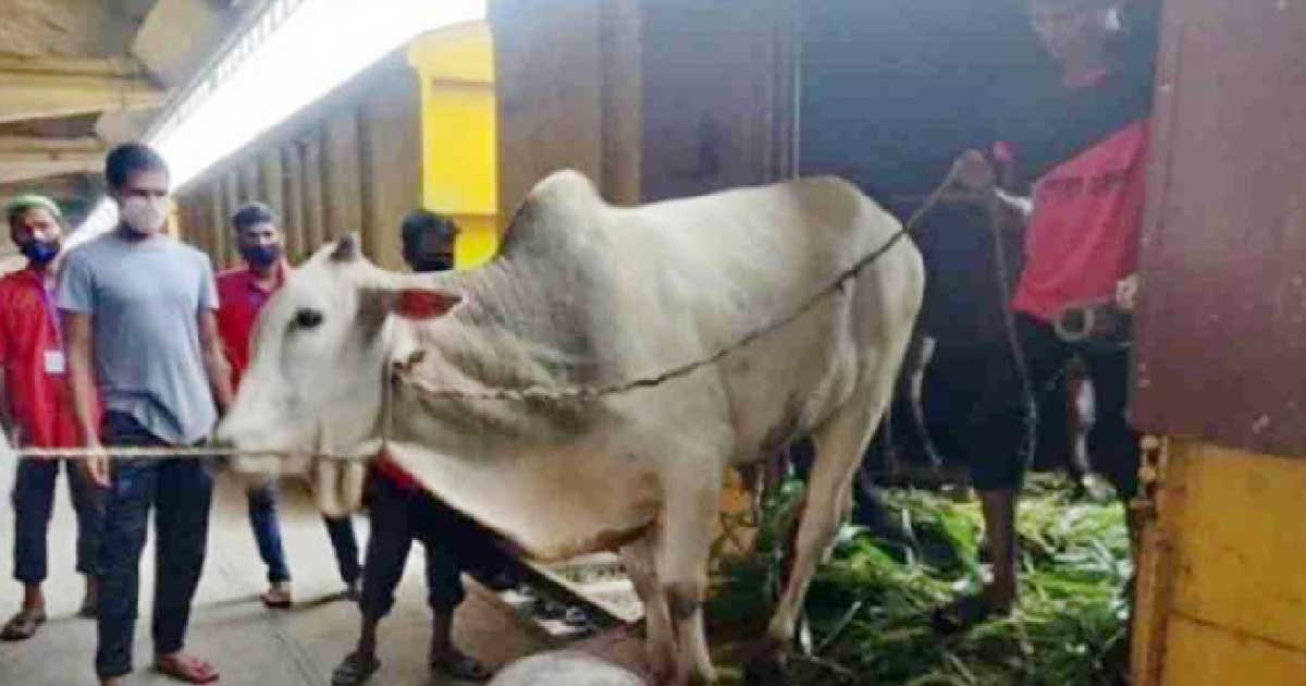 জামালপুরে ক্যাটল স্পেশাল ট্রেন চালু হবে সোমবার