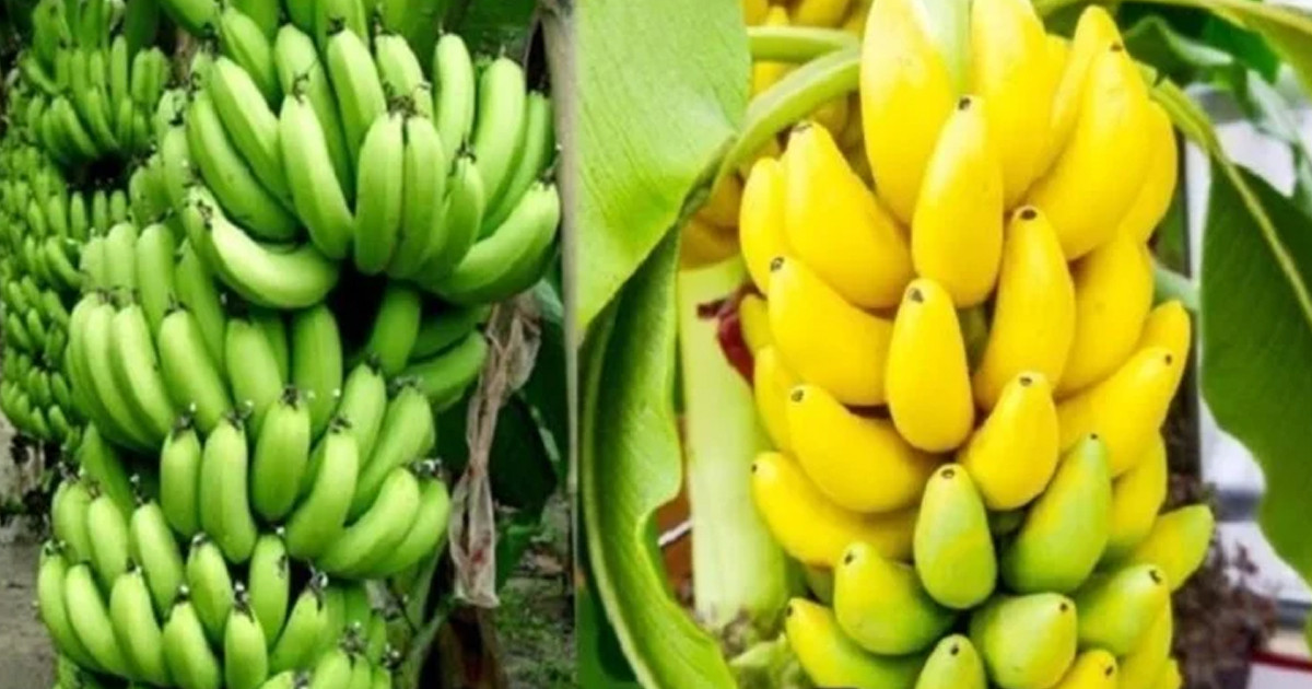 স্বাস্থ্যগুণের বিচারে কোন কলা সেরা?