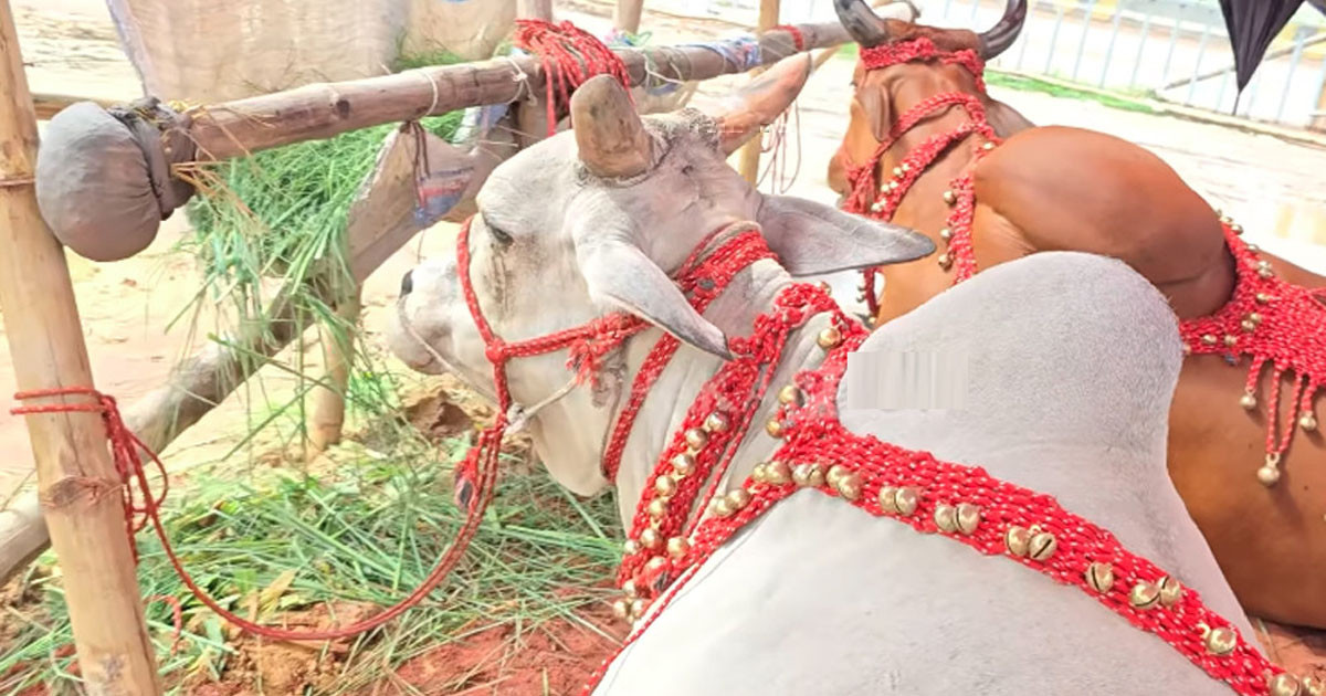 গাবতলির হাটে গরুর নাম লায়লা-মামুন, দাম ১৪ লাখ
