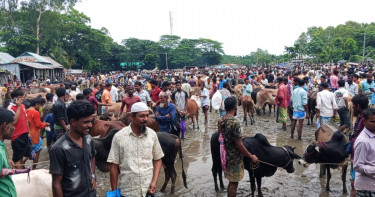 ২০০ টাকা হাসিলেই কেনা যাবে যেকোনো মূল্যের গরু