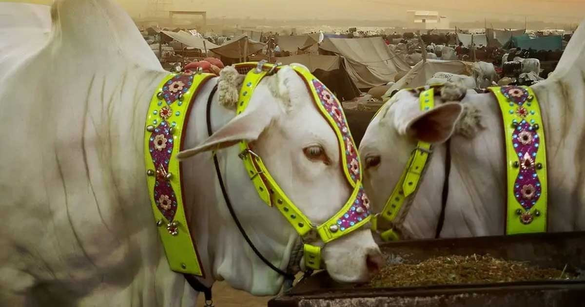 ইসলাম ধর্মে কোরবানির মর্মকথা