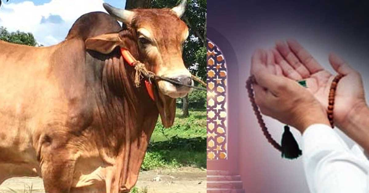 কোরবানির পশু কেনার পর যে দোয়া পড়া উত্তম