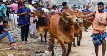 কোরবানির পশুর বিদ্রূপাত্মক নাম রাখা যাবে?